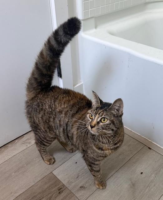 Sprite (10 months), a ADOPTABLE Domestic Short Hair in Los Angeles, CA image 2/6