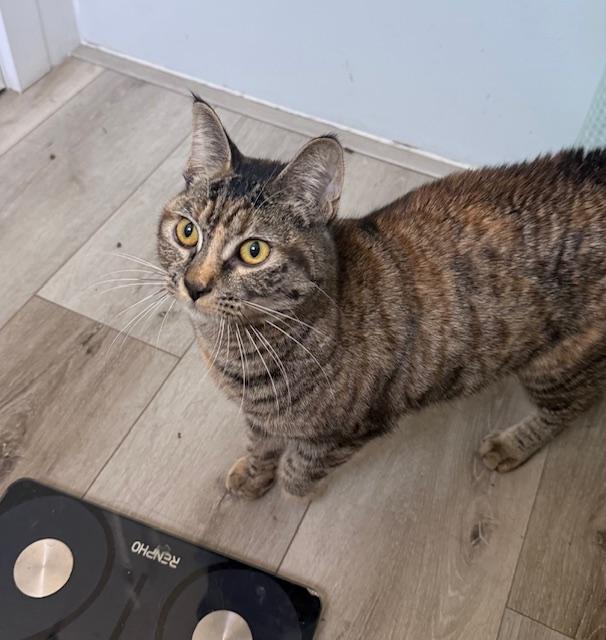 Sprite (10 months), a ADOPTABLE Domestic Short Hair in Los Angeles, CA image 3/6