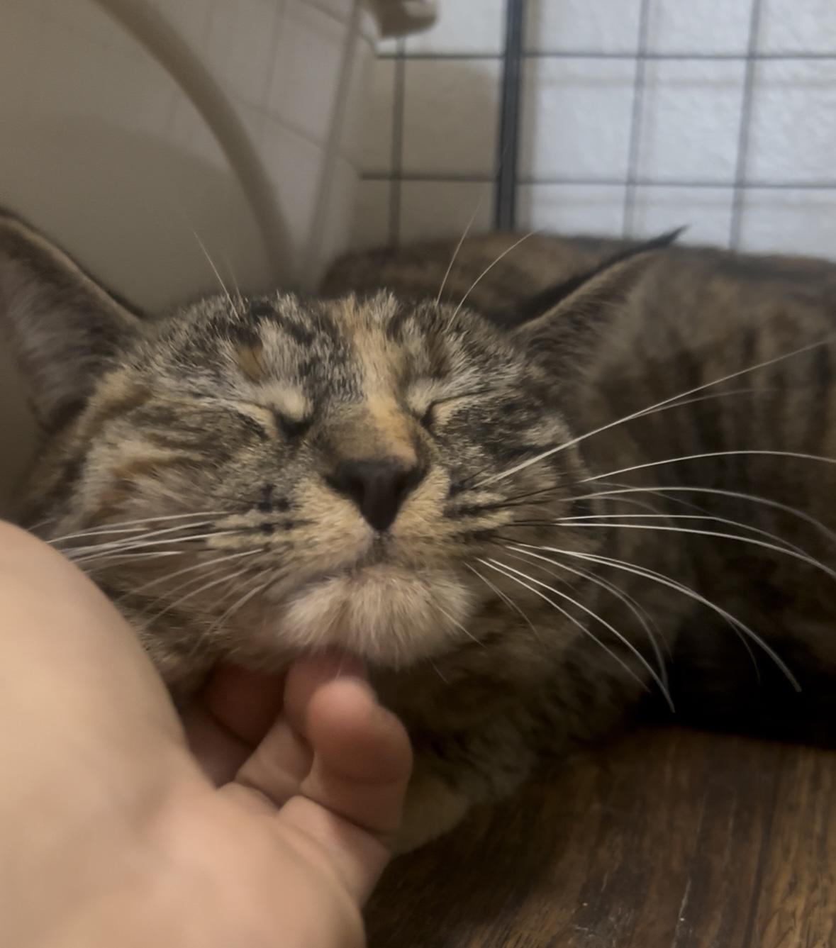 Sprite (10 months), a ADOPTABLE Domestic Short Hair in Los Angeles, CA image 1/6