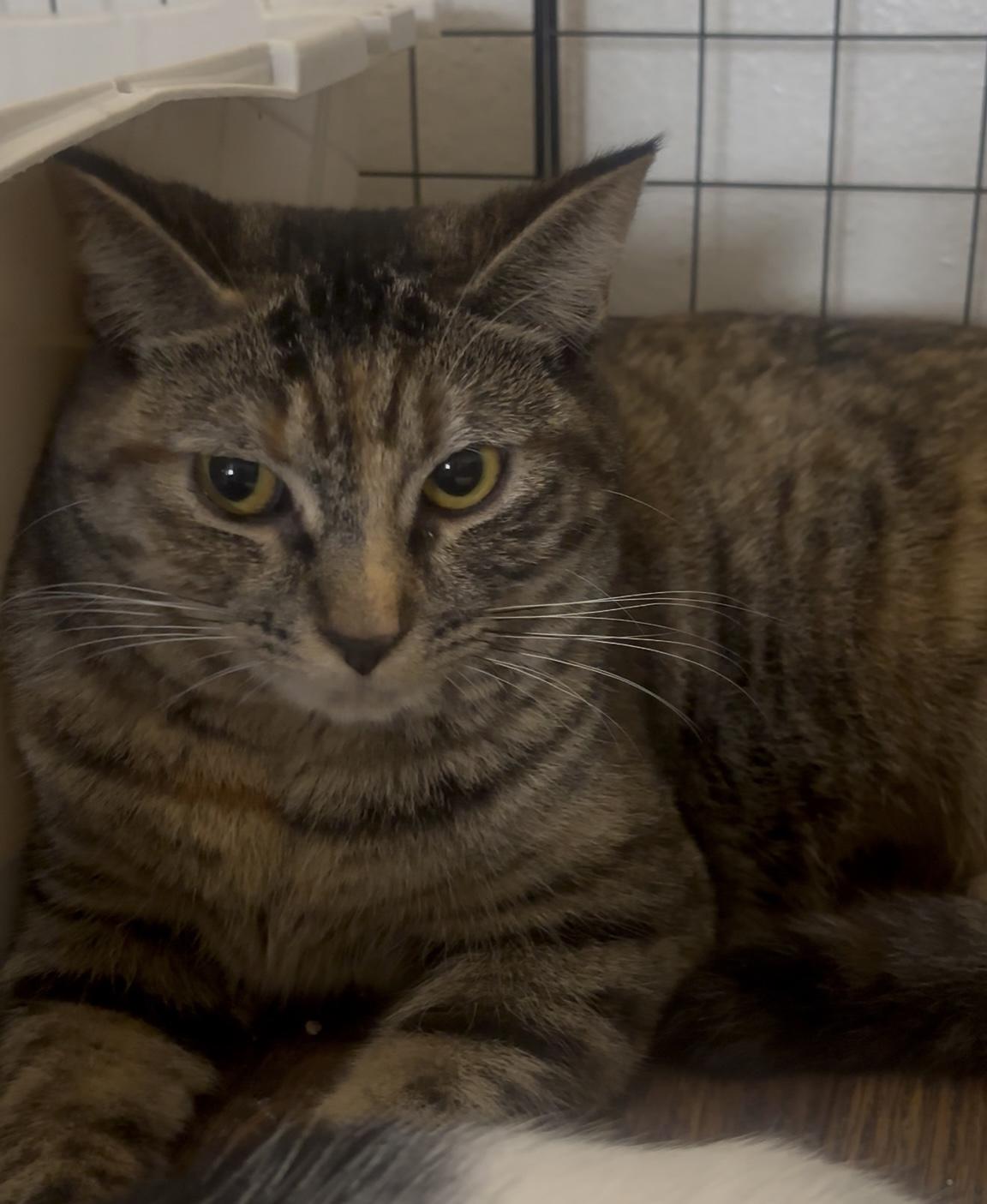 Sprite (10 months), a ADOPTABLE Domestic Short Hair in Los Angeles, CA image 5/6