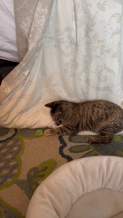 Enlarge Sprite (10 months), a ADOPTABLE Domestic Short Hair in Los Angeles, CA video 6/6