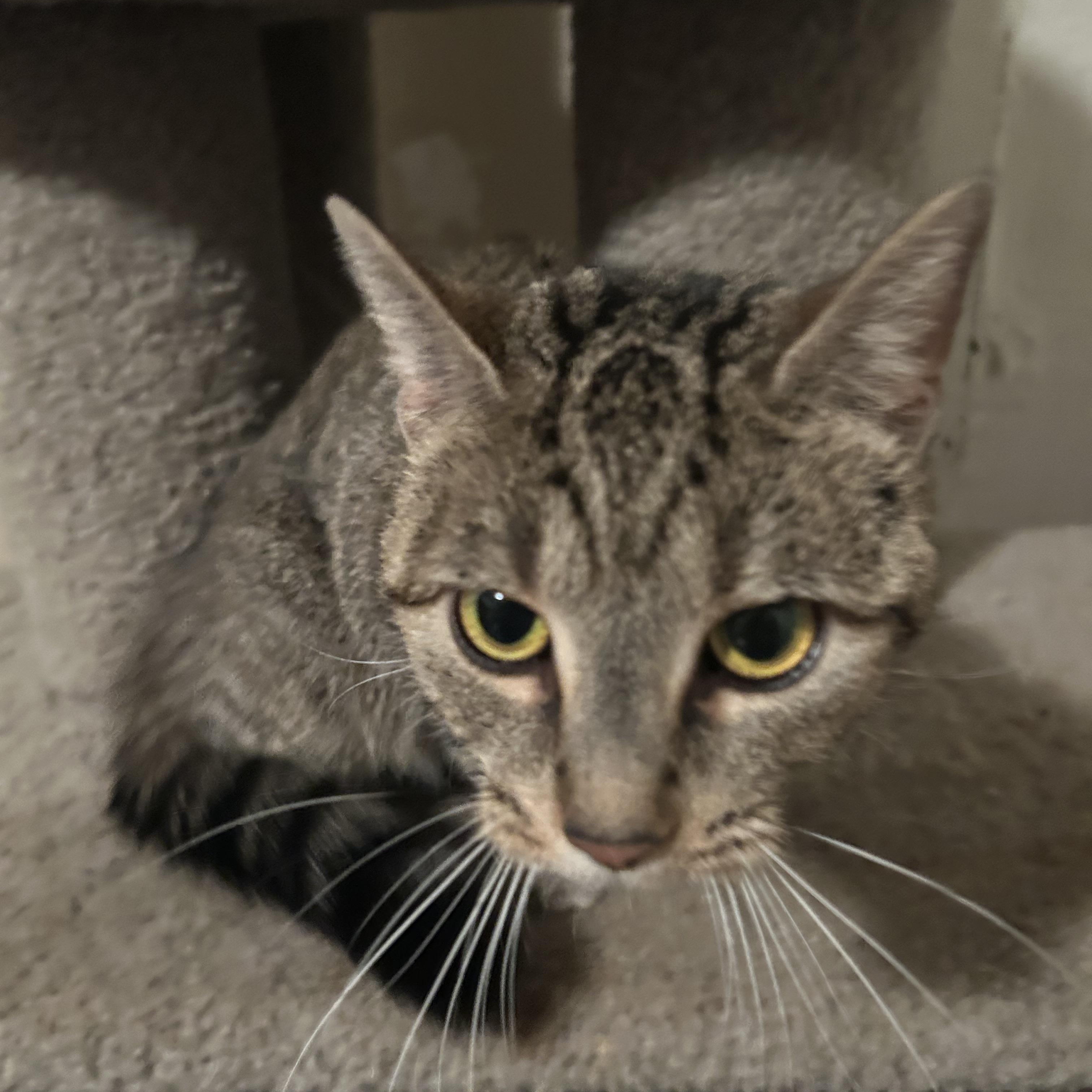 Gretal, ADOPTABLE, Young Female Domestic Short Hair.