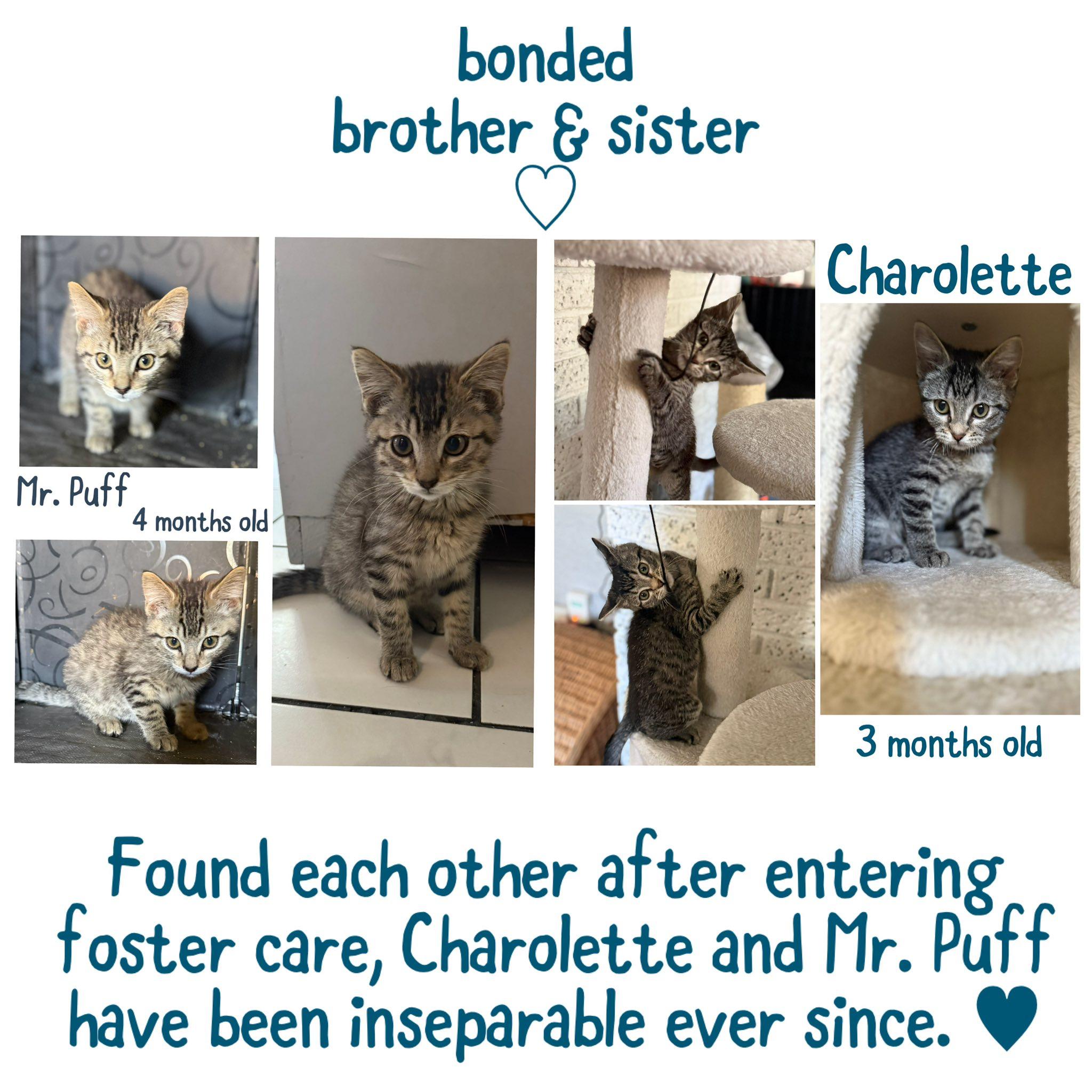 Mr. Puff and Charolette  --  (jm)