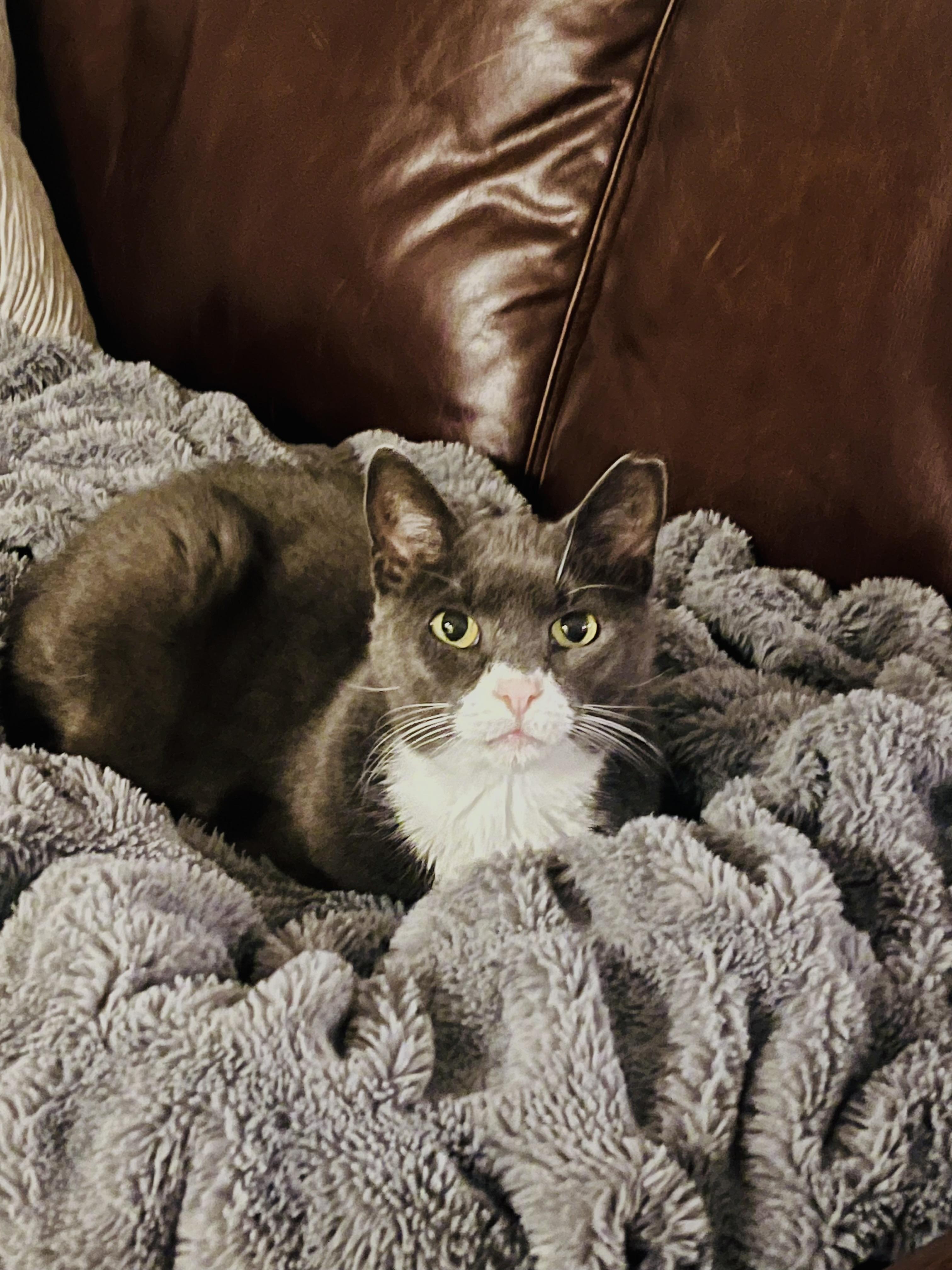 Hope, Adoptable, Adult Female Domestic Short Hair.