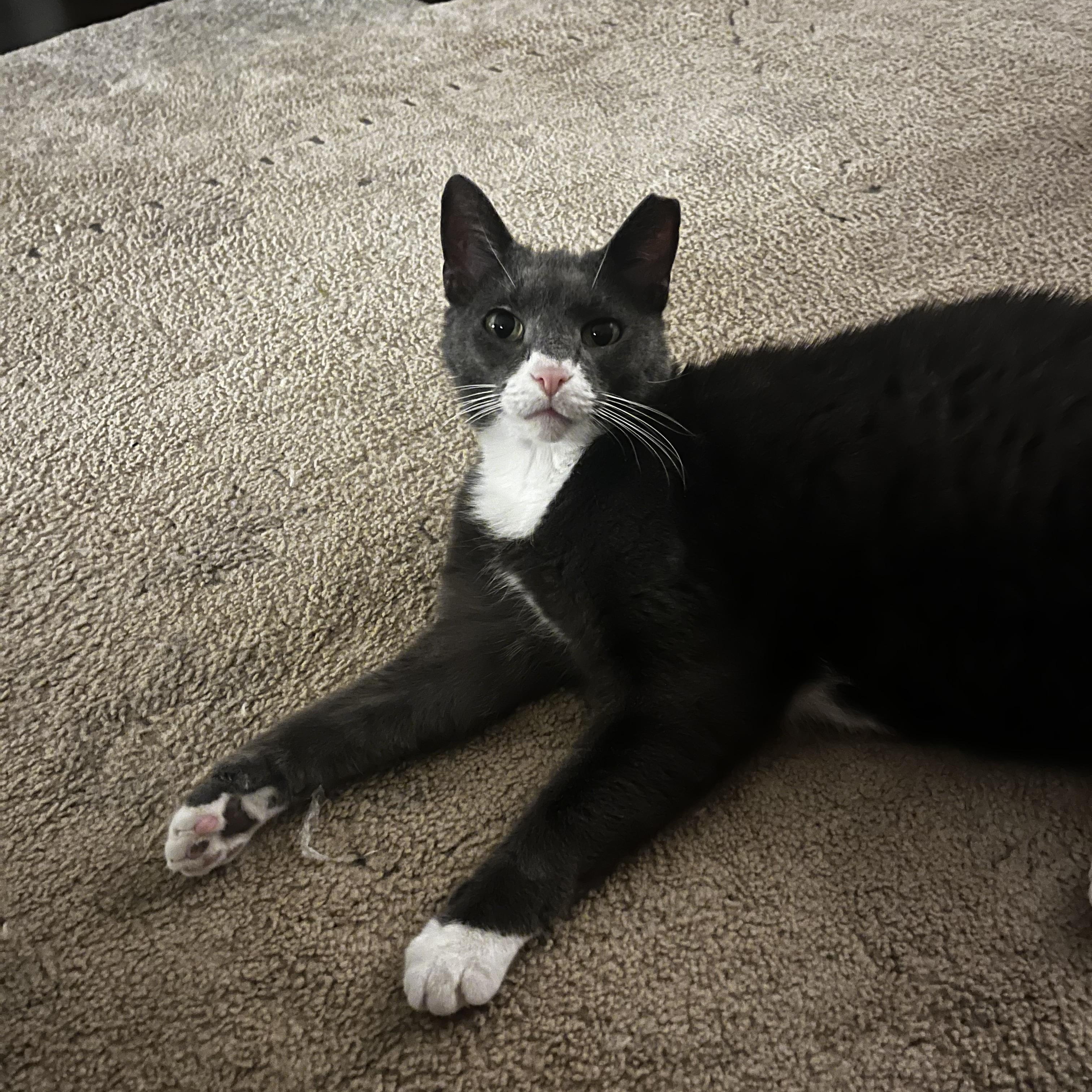 Enlarge Hope, a Adoptable mixed breed in Medina, OH image 5/5