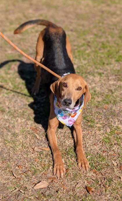 Enlarge Towser, a Adoptable mixed breed in Gulfport, MS image 1/1