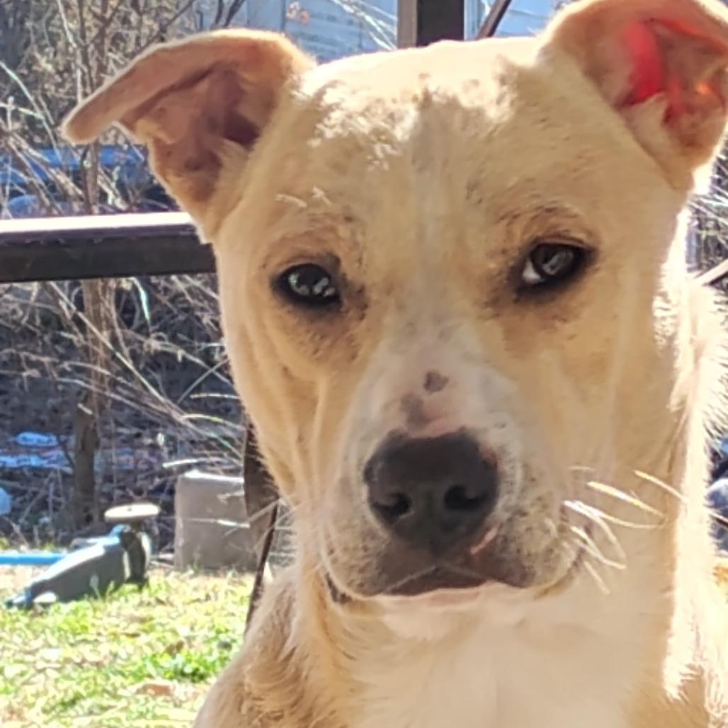 Diggity, Adoptable, Young Male Staffordshire Bull Terrier & Boxer.