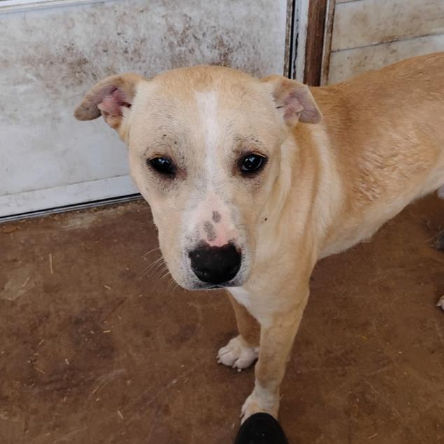 Enlarge Diggity, a Adoptable mixed breed in Rogersville, MO image 2/2