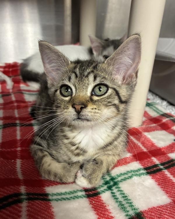 Blue Coconut Lemonade (with Island Mango), Adoptable, Kitten Male Domestic Short Hair.