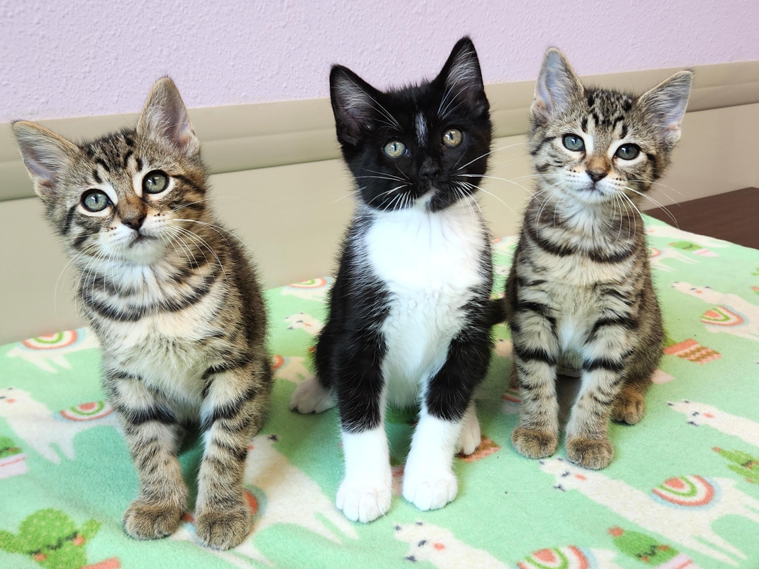 Monica & Chandler, Ross (FTA), an adopted American Bobtail in Marshfield, WI image 2/2