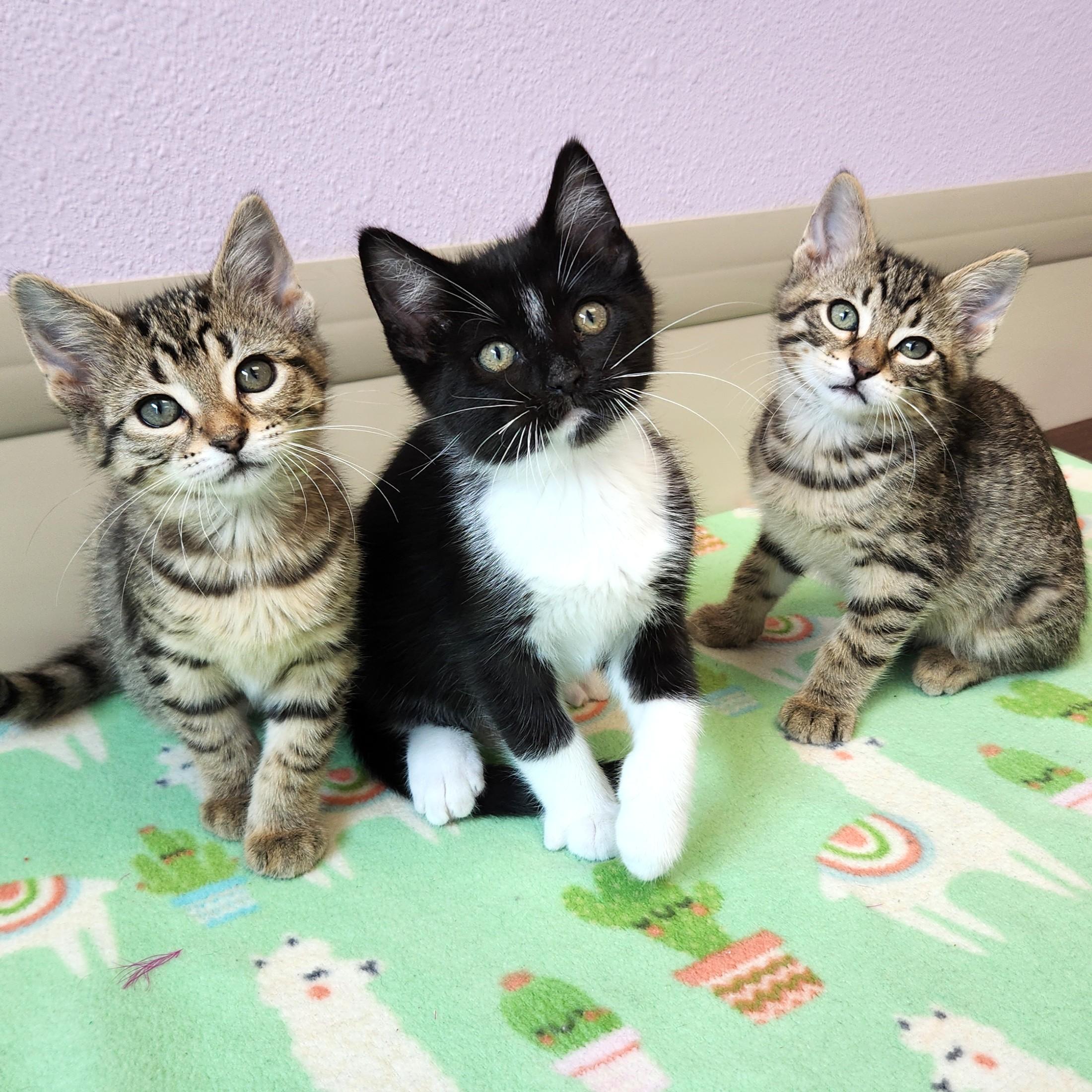 Monica & Chandler, Ross (FTA), adopted, Kitten Female American Bobtail.