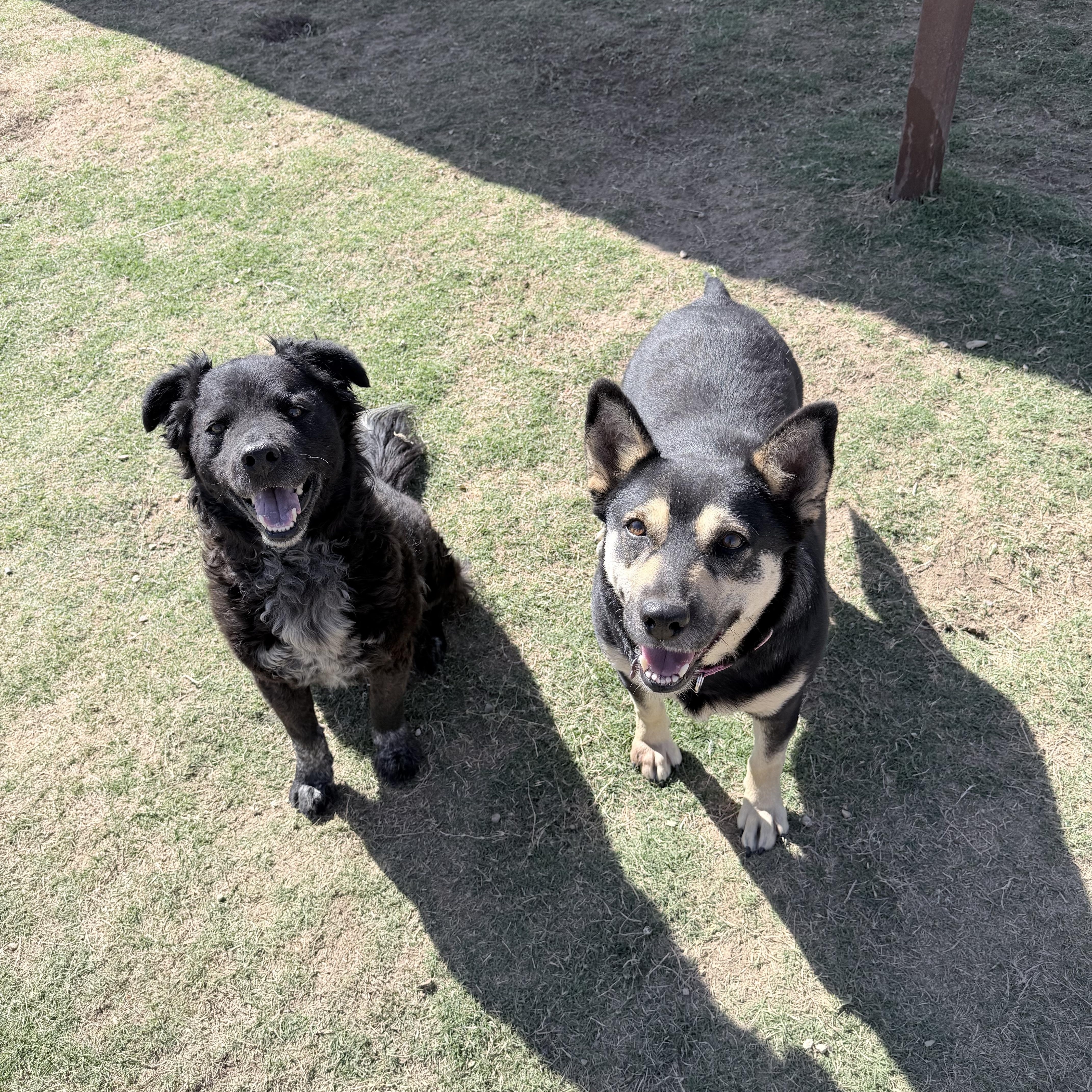 Whitney, a Adoptable mixed breed in Lubbock, TX image 5/6