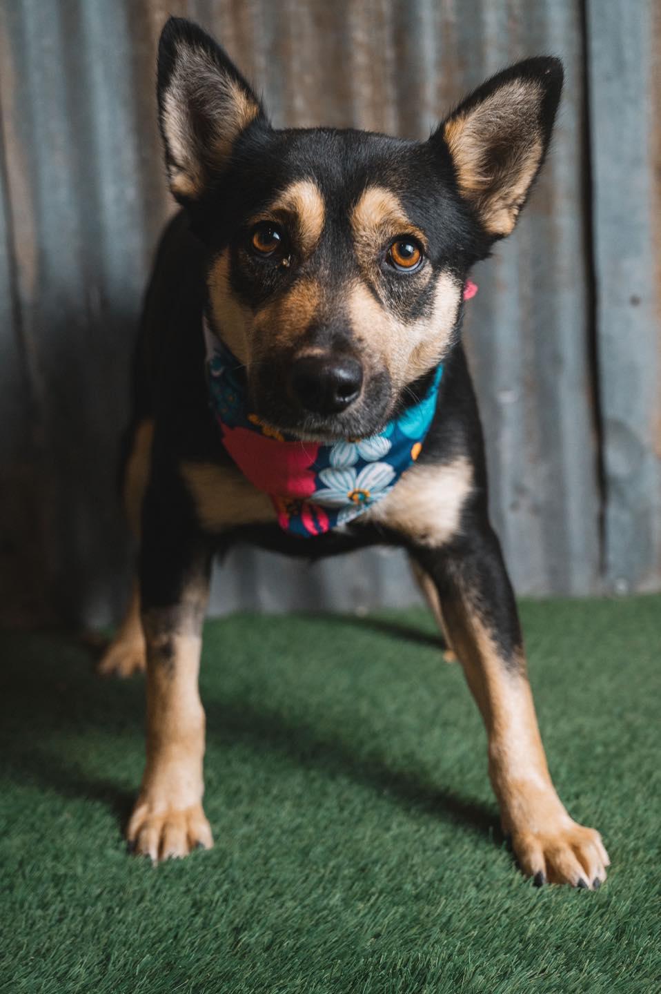 Whitney, a Adoptable mixed breed in Lubbock, TX image 3/6