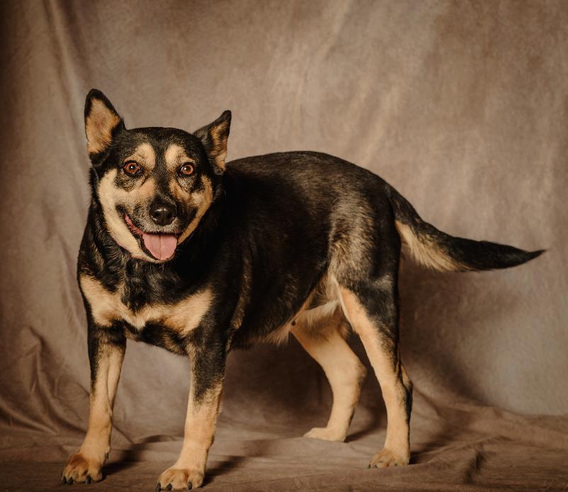 Whitney, Adoptable, Adult Female Shepherd.