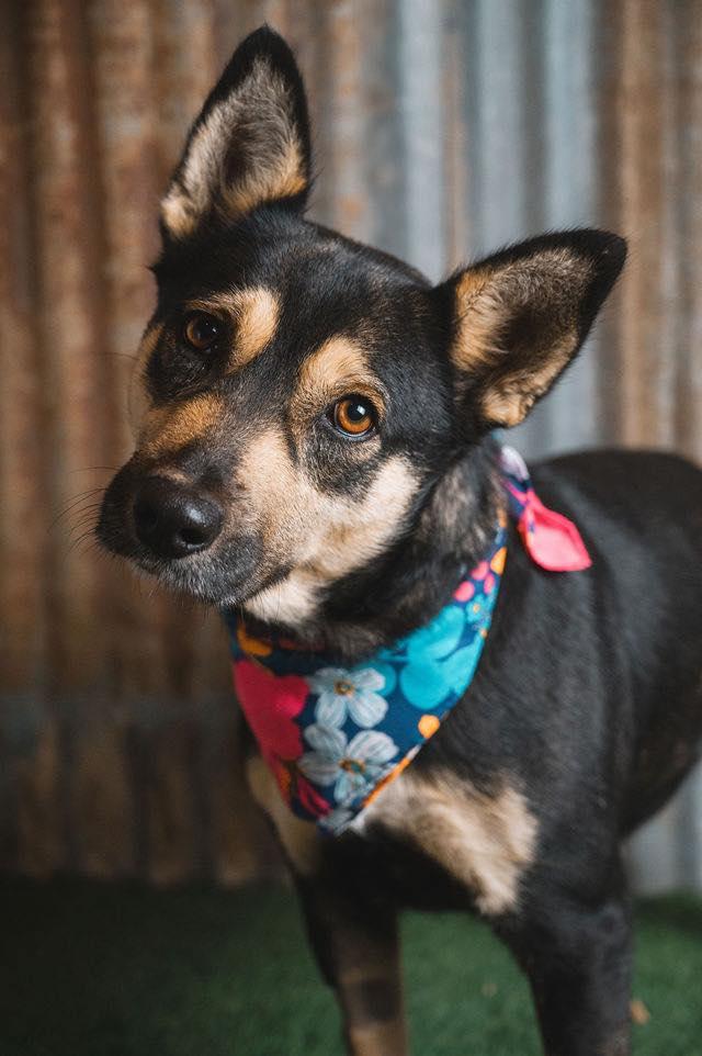 Whitney, Adoptable, Adult Female Shepherd.