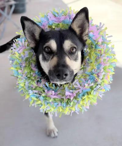 Whitney, a Adoptable mixed breed in Lubbock, TX image 4/6