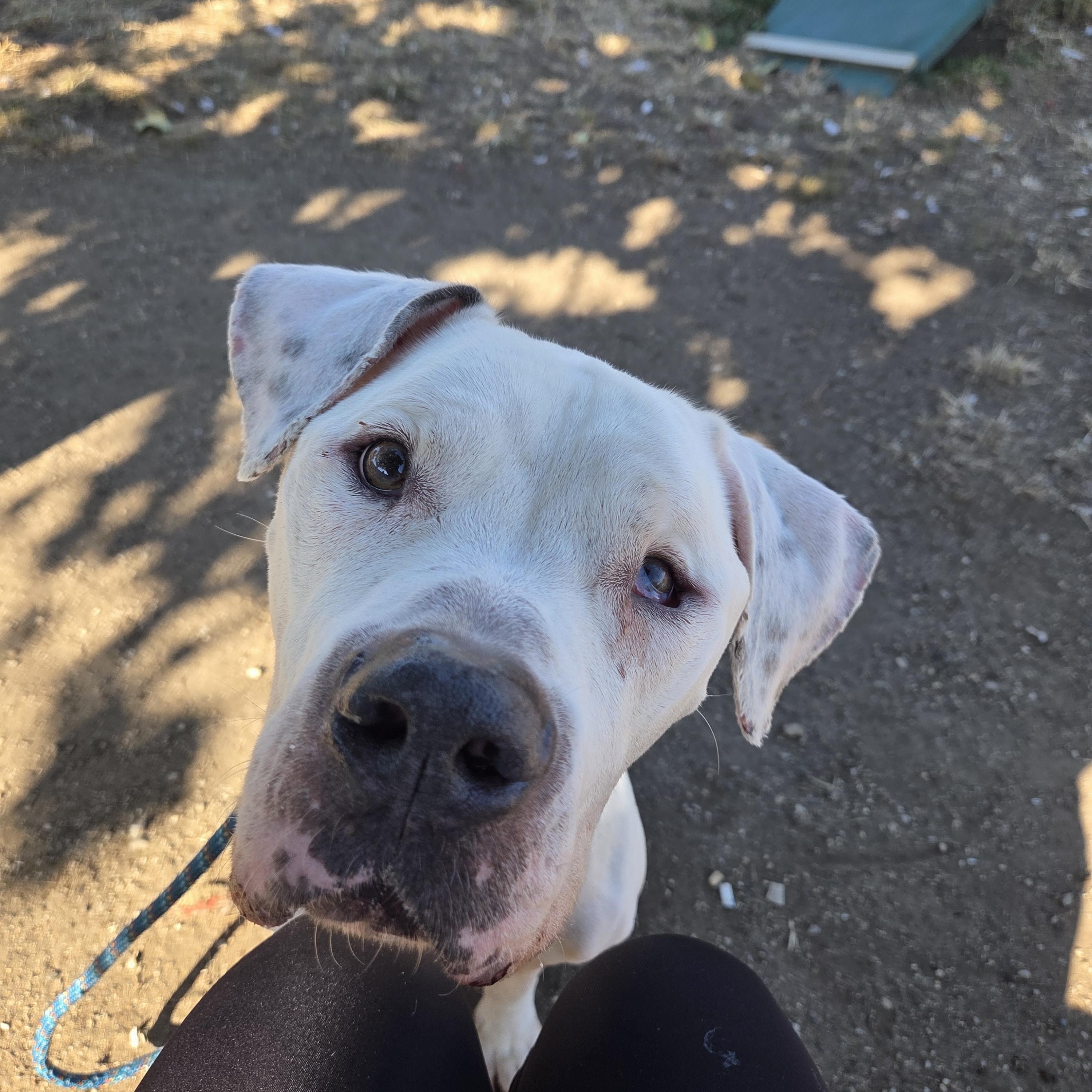 Enlarge Fletcher , an adopted mixed breed in Camden, OH image 1/2