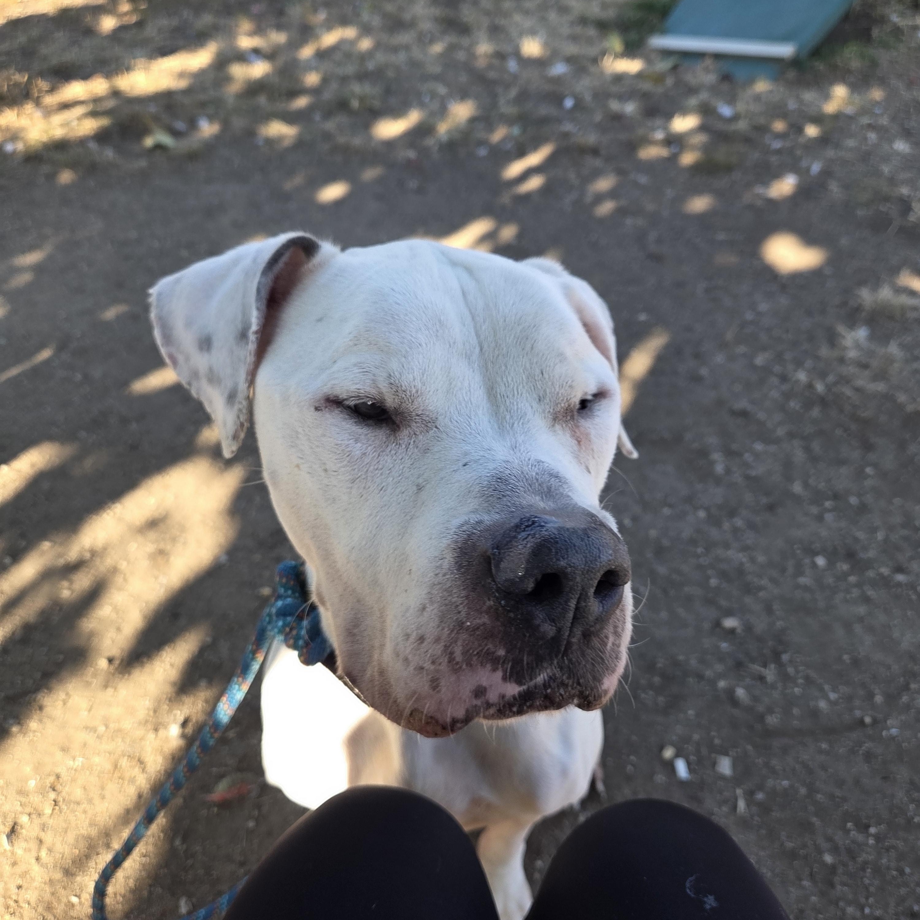 Enlarge Fletcher , an adopted mixed breed in Camden, OH image 2/2