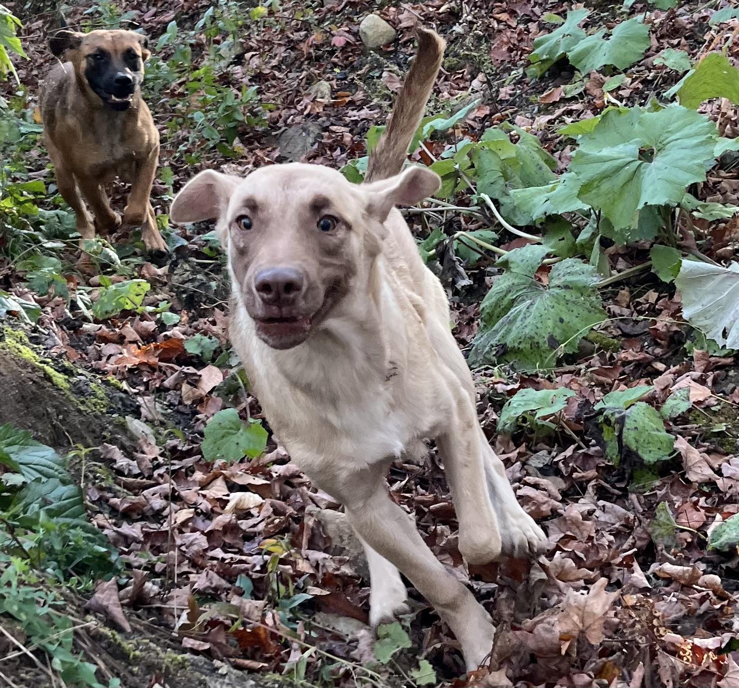 Julia, Adoptable, Young Female Black Mouth Cur.
