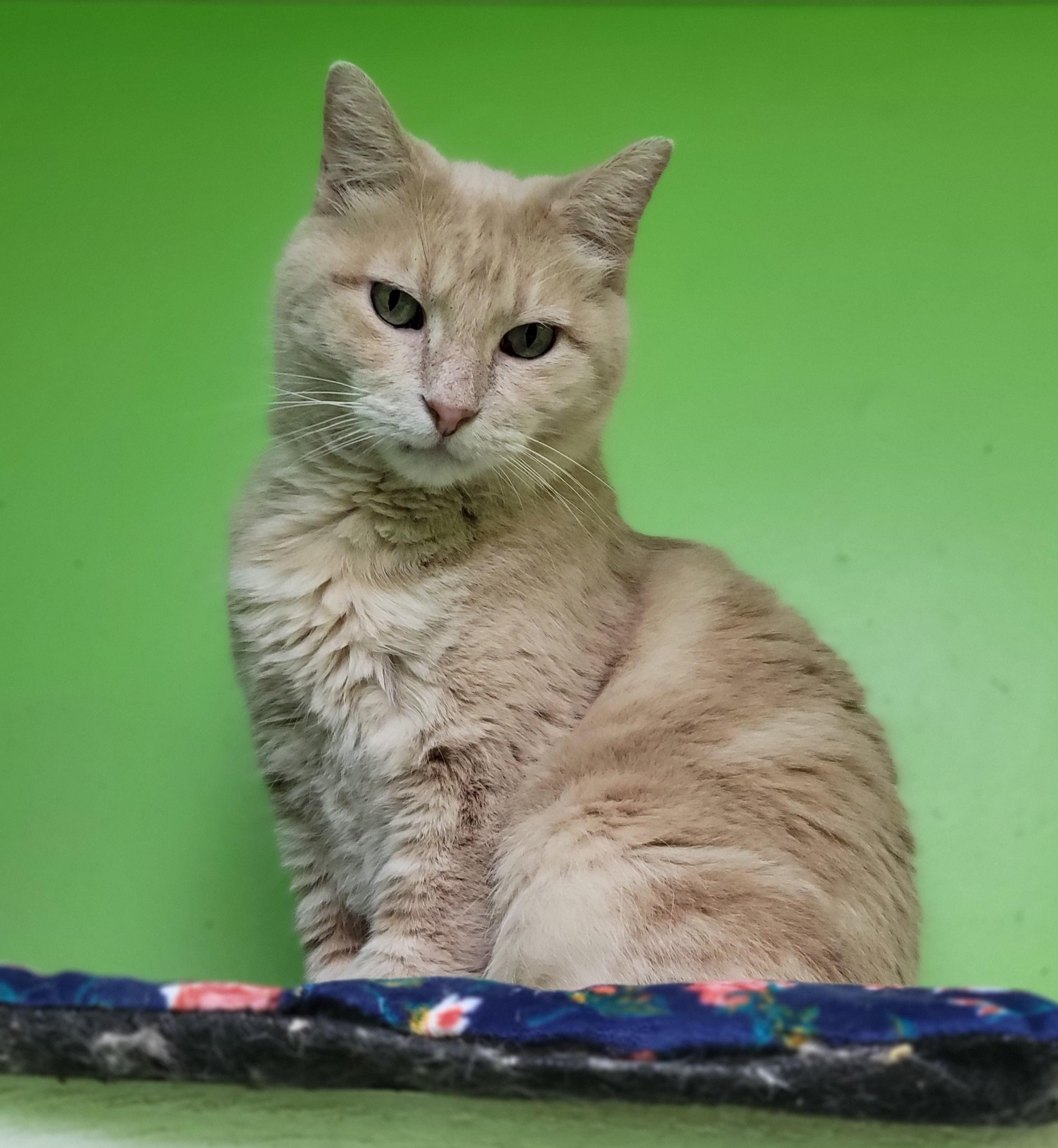 Caesar, an adopted Domestic Short Hair in Memphis, TN image 2/3