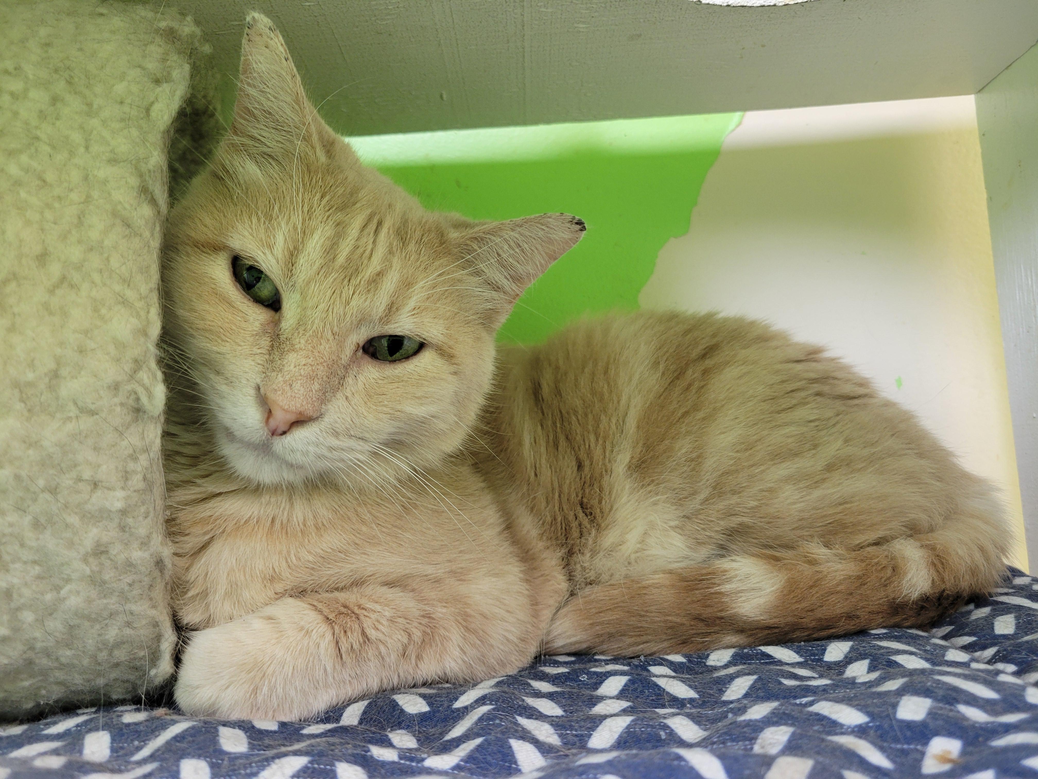 Caesar, adopted, Adult Male Domestic Short Hair.