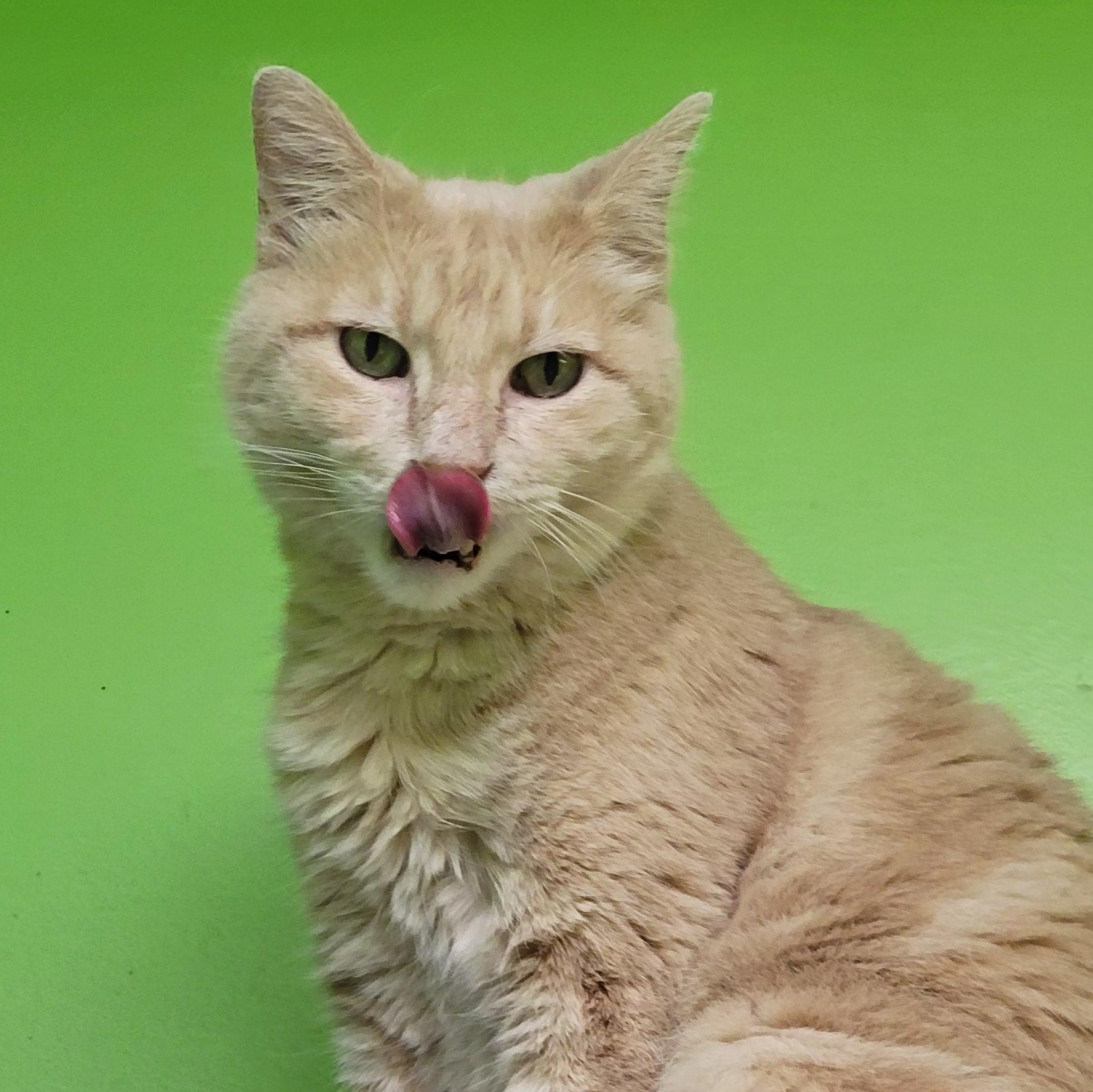 Caesar, an adopted Domestic Short Hair in Memphis, TN image 3/3
