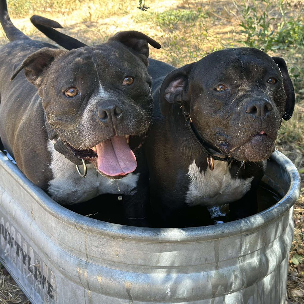Enlarge Scout, a Adoptable American Staffordshire Terrier in Lompoc, CA image 1/6
