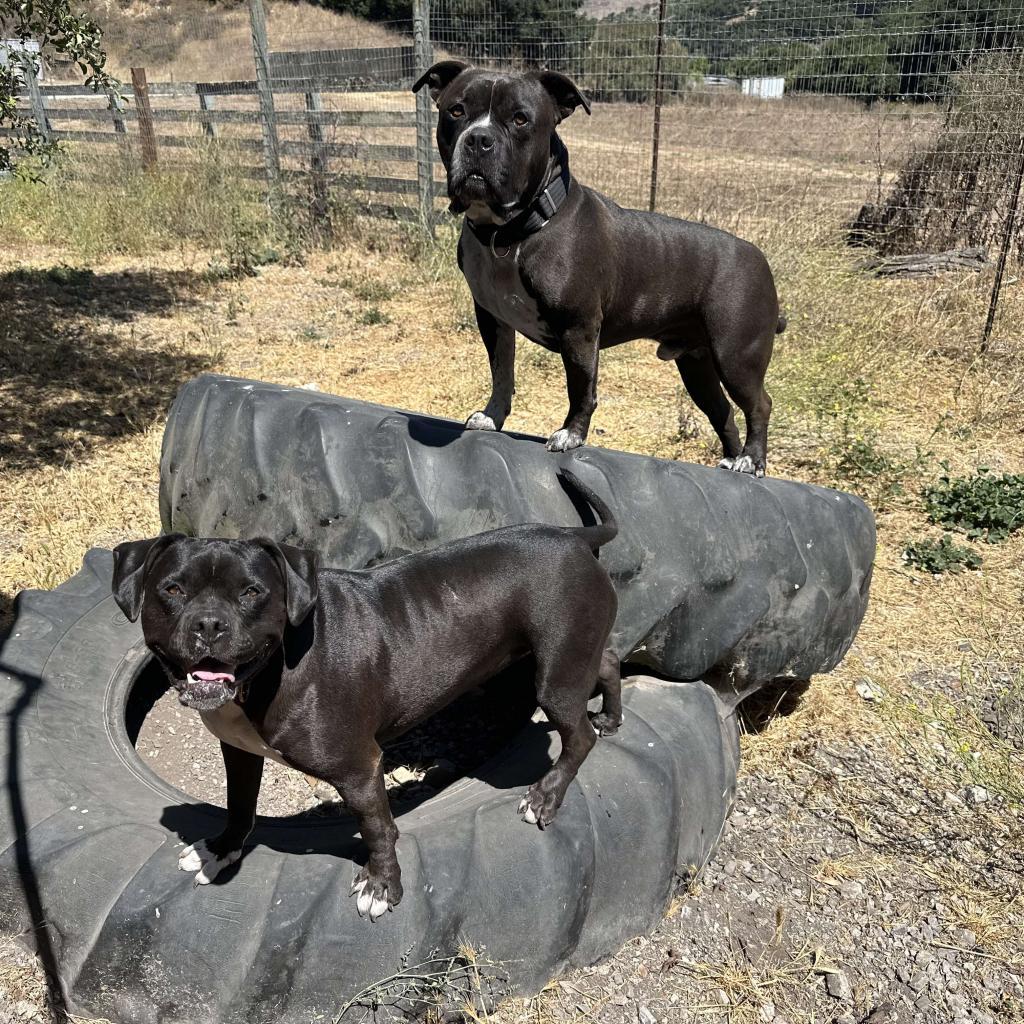 Enlarge Scout, a Adoptable American Staffordshire Terrier in Lompoc, CA image 2/6
