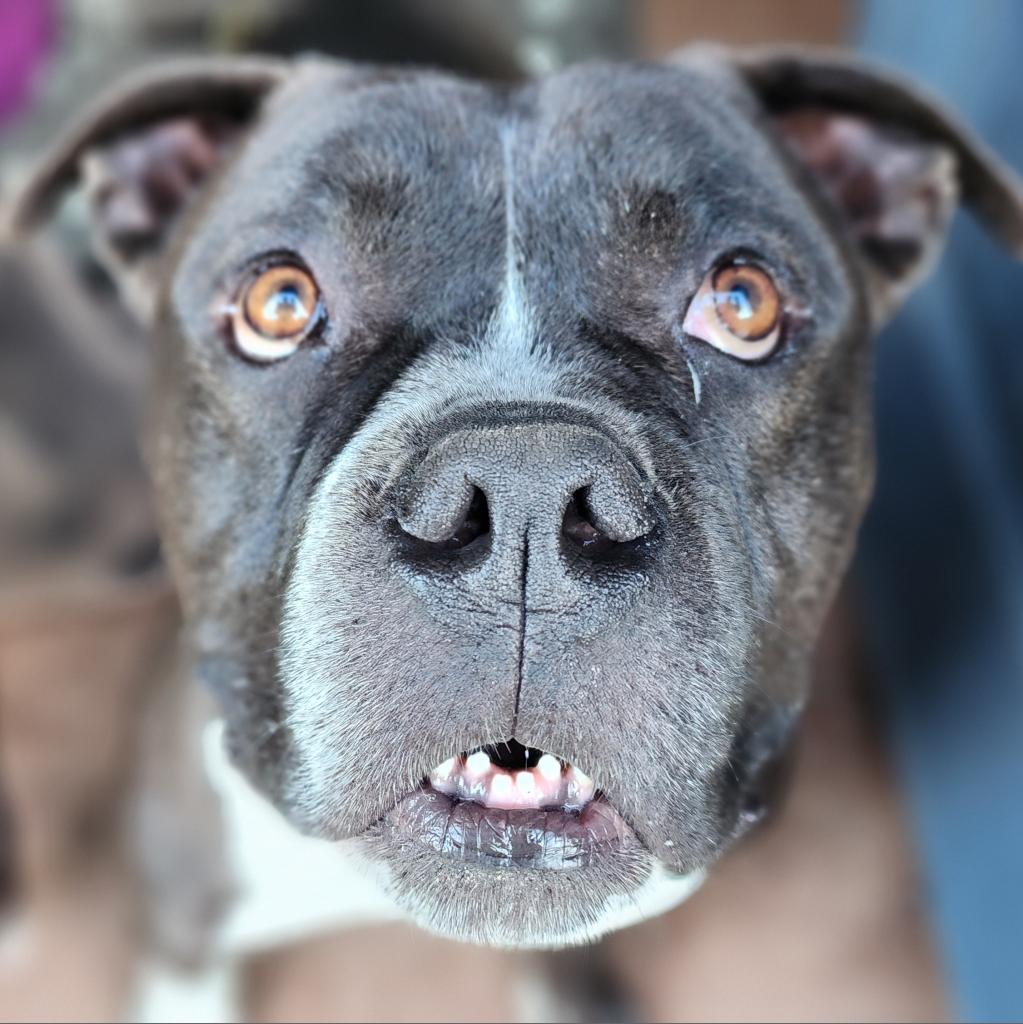 Enlarge Scout, a Adoptable American Staffordshire Terrier in Lompoc, CA image 3/6