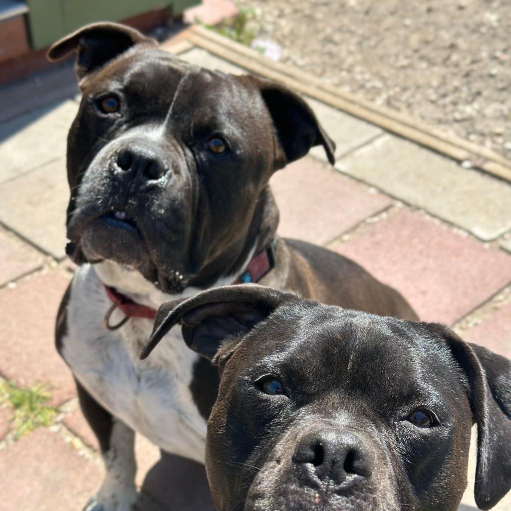 Enlarge Scout, a Adoptable American Staffordshire Terrier in Lompoc, CA image 6/6