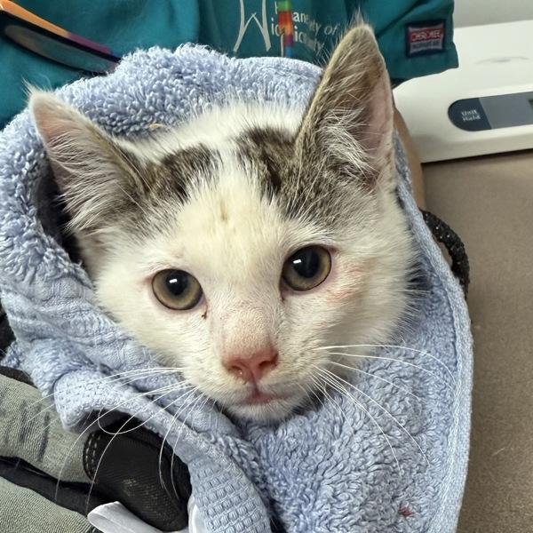 Senna, Adoptable, Young Male Domestic Short Hair.