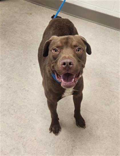 MIKE, Adoptable, Adult Male Labrador Retriever & Pit Bull Terrier.