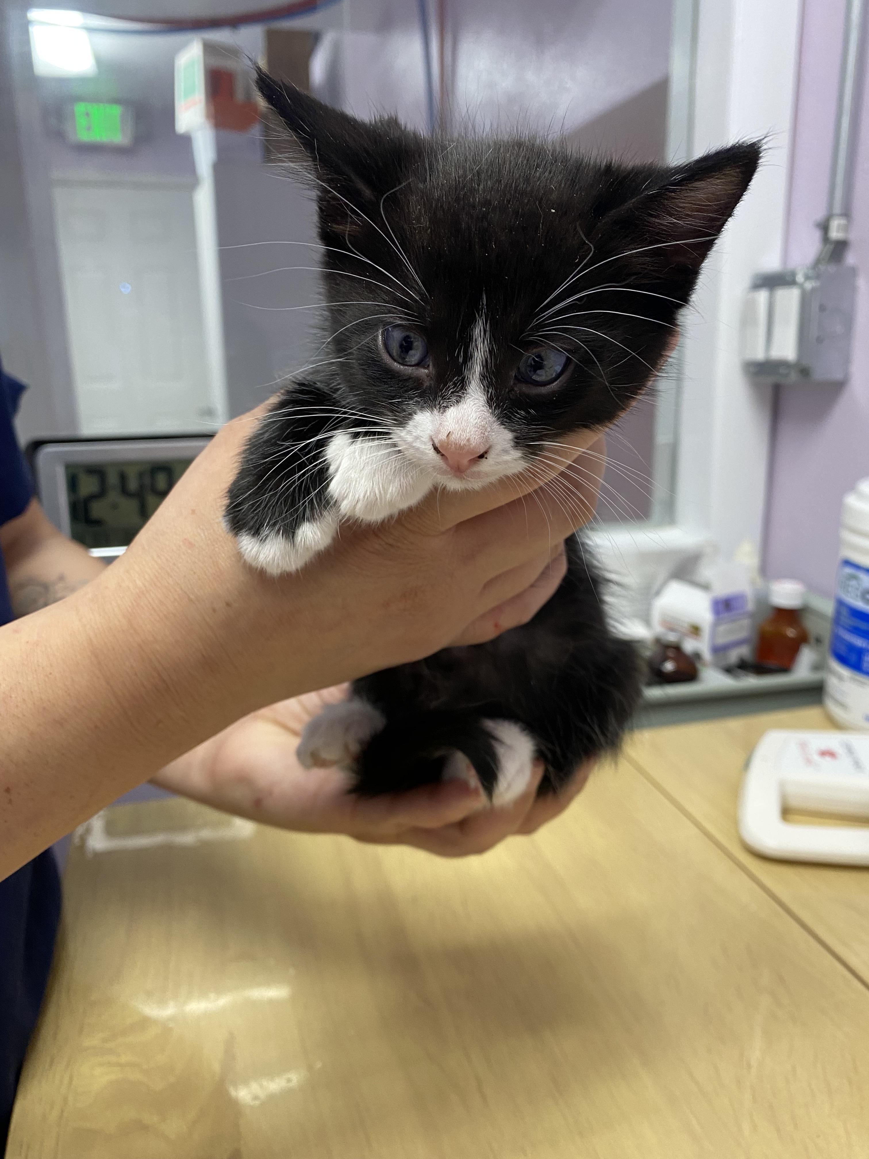 Mike Wazowski, Adopted, Young Male Domestic Short Hair.