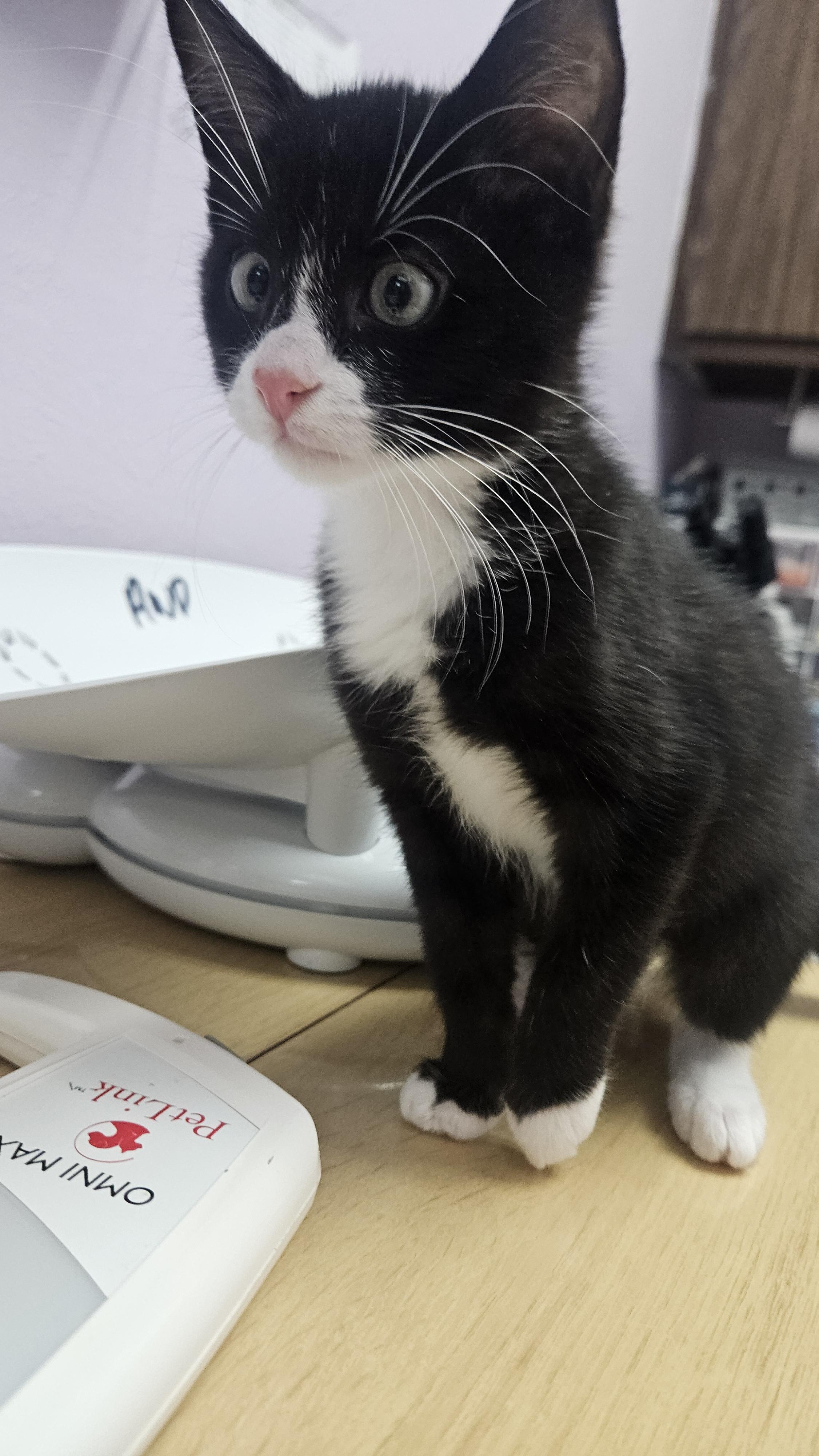 Enlarge Mike Wazowski, a Adopted mixed breed in Lakewood, CO image 2/3