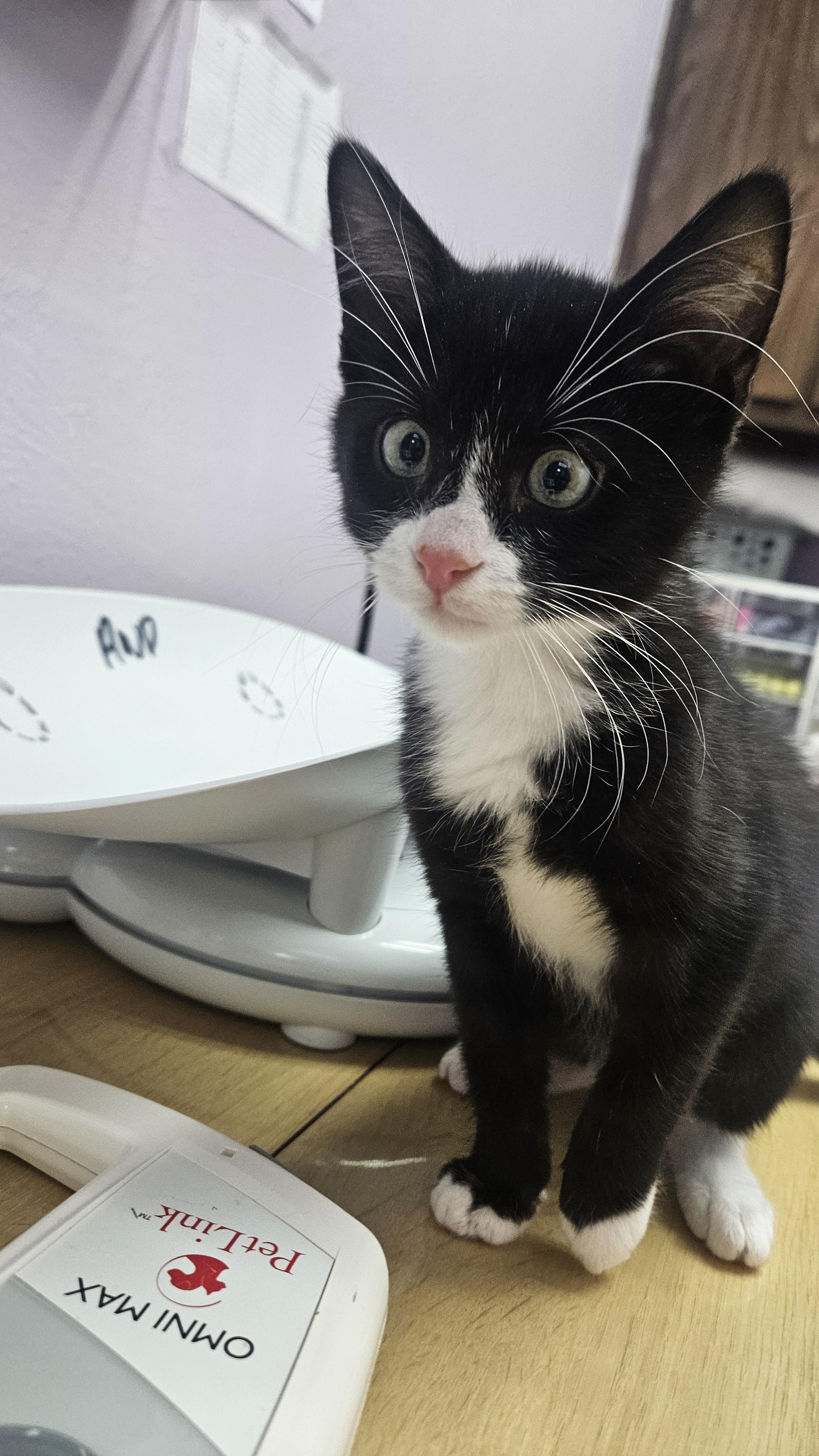 Enlarge Mike Wazowski, a Adopted mixed breed in Lakewood, CO image 3/3