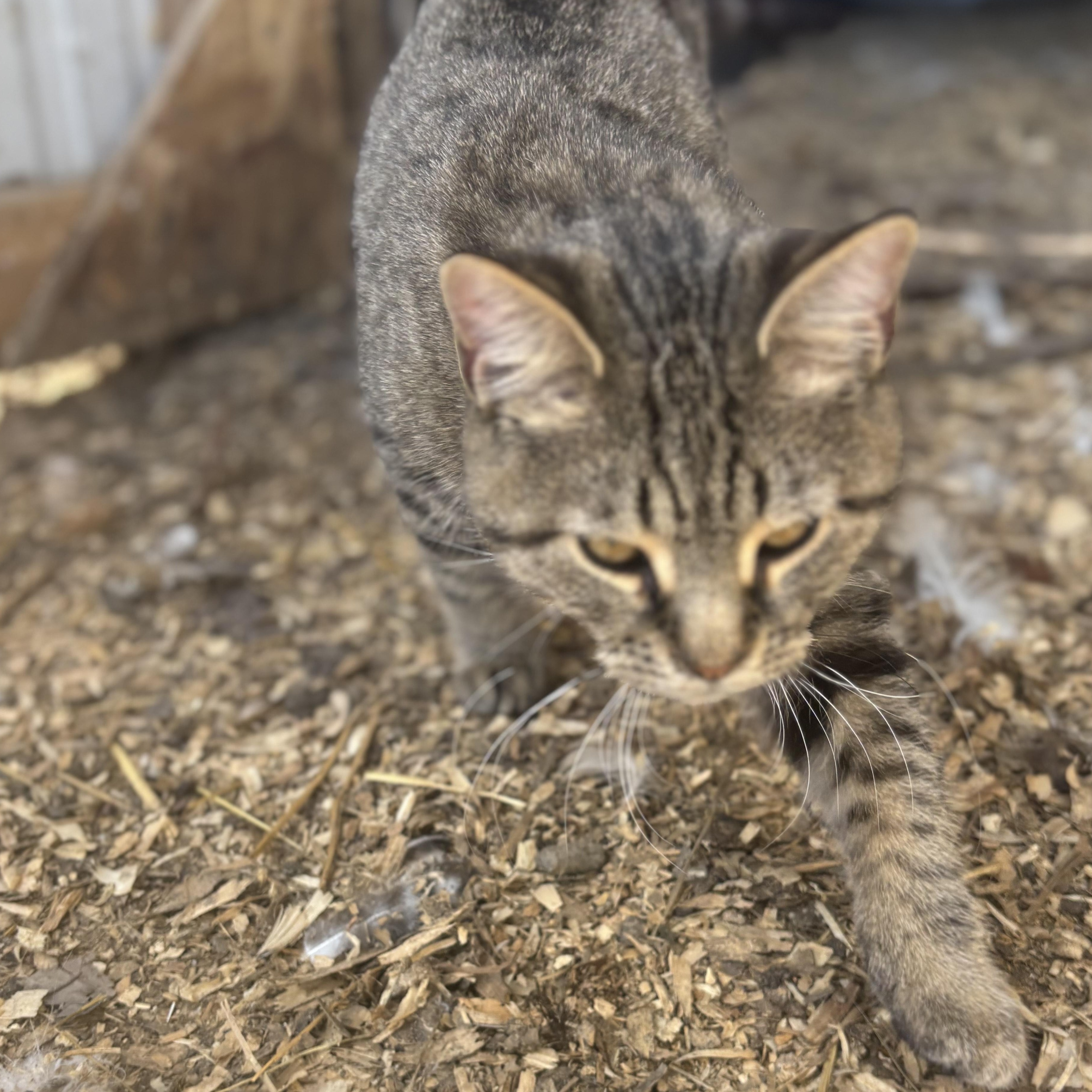 Enlarge Viva, a Adoptable American Shorthair in NEWARK, OH image 1/1