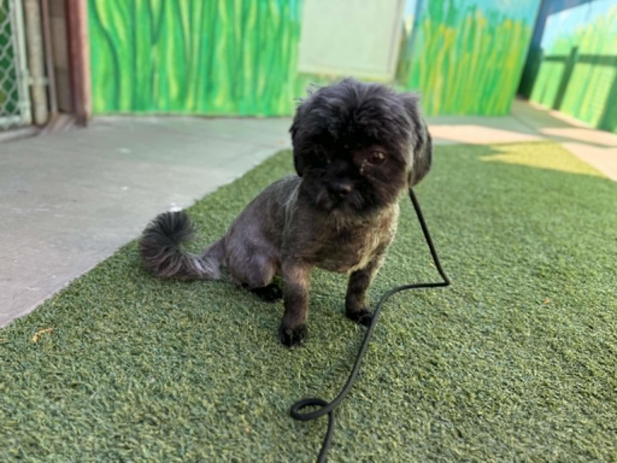 Enlarge Cedric the Entertainer, an adopted mixed breed in Phoenix, AZ image 3/5