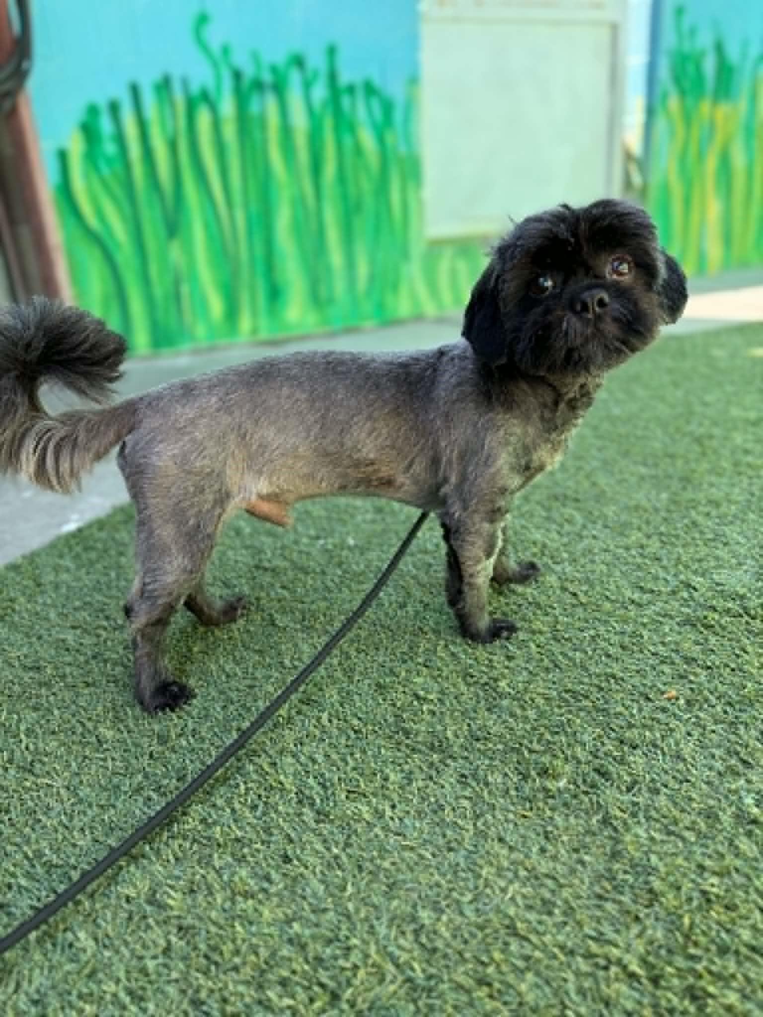Enlarge Cedric the Entertainer, an adopted mixed breed in Phoenix, AZ image 4/5