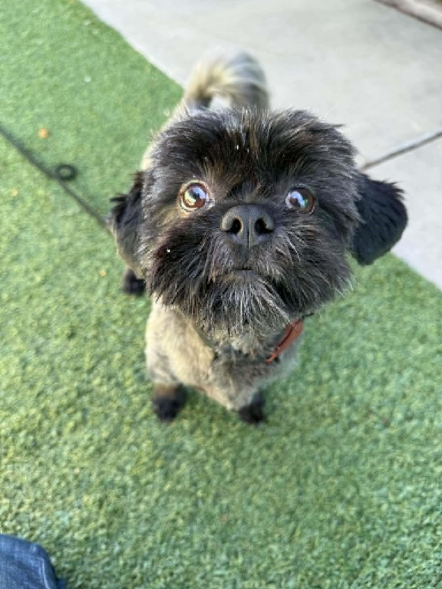 Cedric the Entertainer, adopted, Young Male Miniature Poodle.