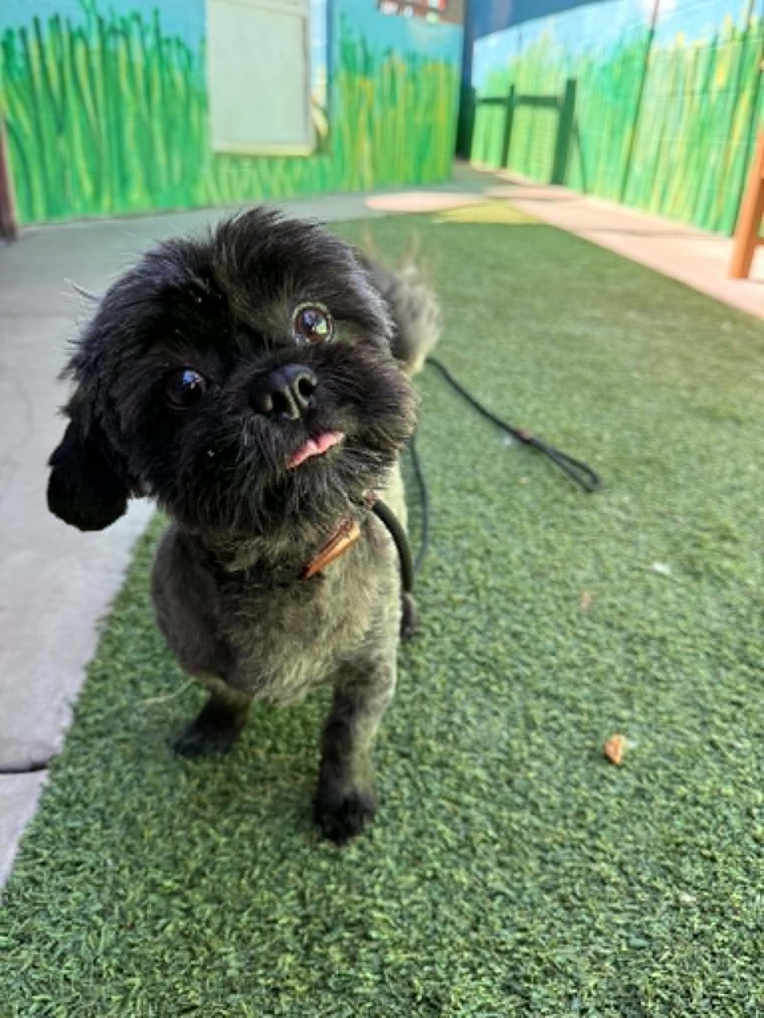 Enlarge Cedric the Entertainer, an adopted mixed breed in Phoenix, AZ image 2/5