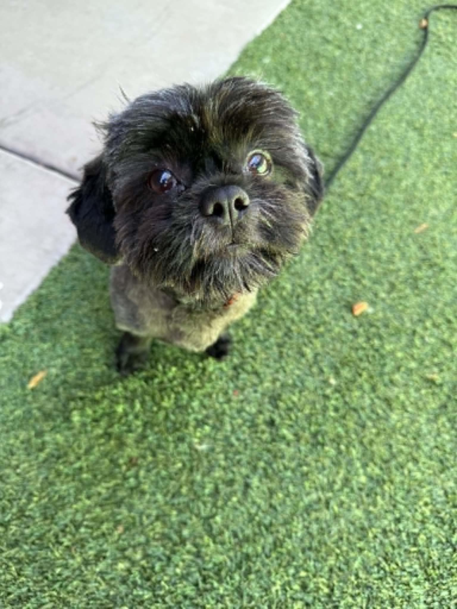 Enlarge Cedric the Entertainer, an adopted mixed breed in Phoenix, AZ image 5/5