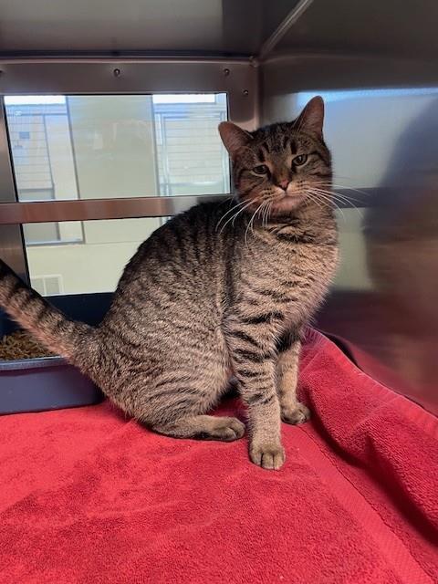 SEBASTIAN, Adoptable, Adult Male Domestic Short Hair.