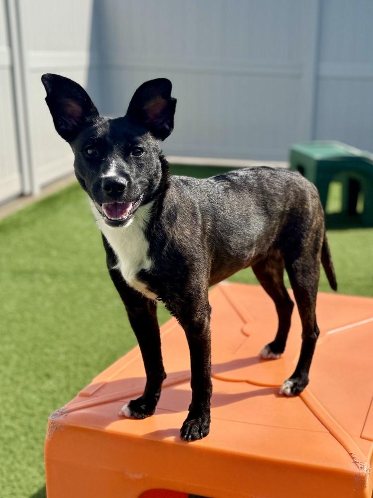 Enlarge Maizie, a Adoptable mixed breed in Irwin, PA image 1/6