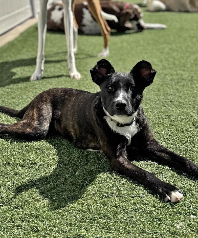 Enlarge Maizie, a Adoptable mixed breed in Irwin, PA image 2/6