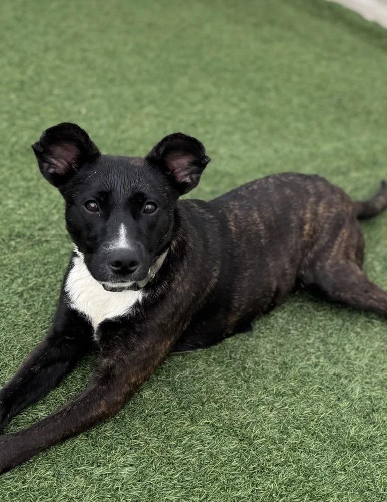 Enlarge Maizie, a Adoptable mixed breed in Irwin, PA image 5/6