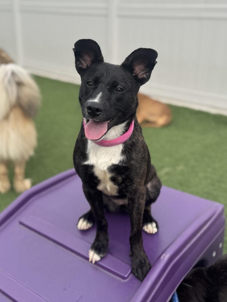 Enlarge Maizie, a Adoptable mixed breed in Irwin, PA image 6/6