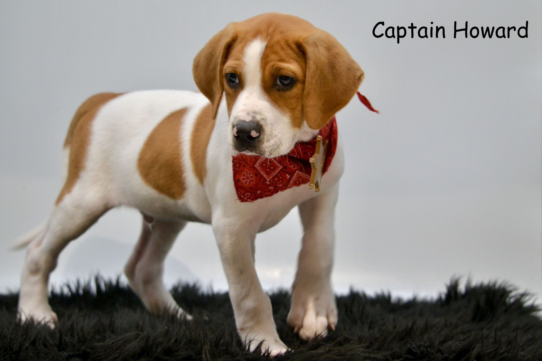 Captain Howard