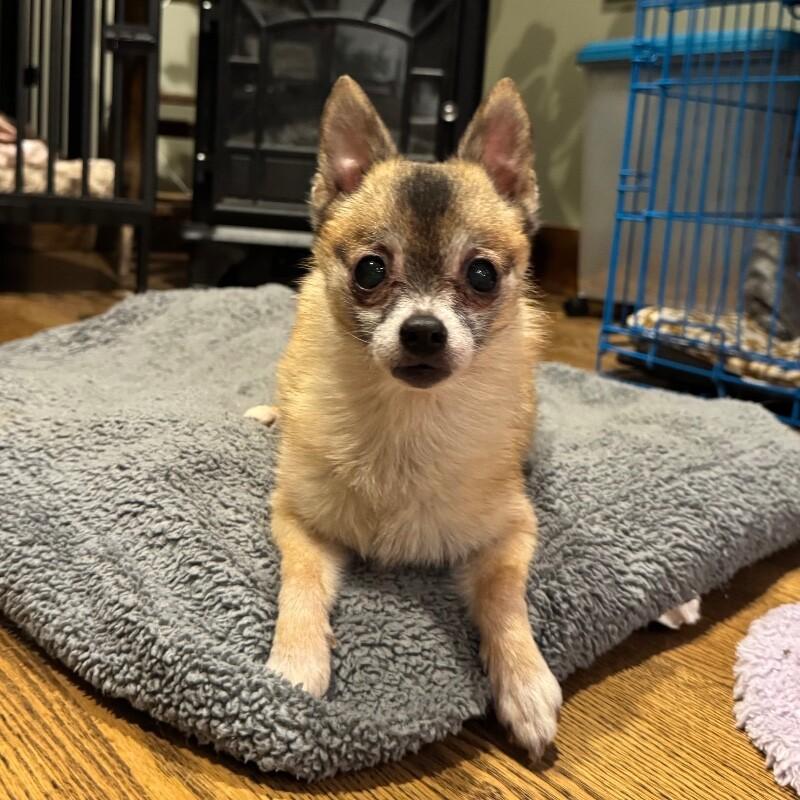 Dixi, Adoptable, Senior Female Chihuahua & Mixed Breed.