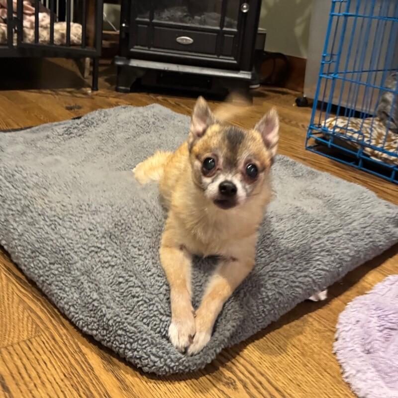 Dixi, a Adoptable mixed breed in Alma, WI image 3/6