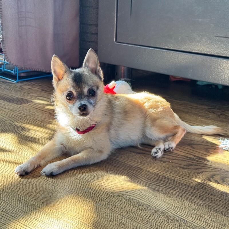 Dixi, a Adoptable mixed breed in Alma, WI image 4/6